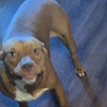 Rescue Pit Bull Terrier Dogs for Adoption in East St. Louis, Illinois - Baby Love | PetCurious