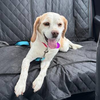 Beagle Dogs Available for Adoption in Lenexa, Kansas - Maggie | PetCurious