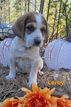 Rescue Mixed Breed Dogs for Adoption in Taycheedah, Wisconsin - Leroy | PetCurious