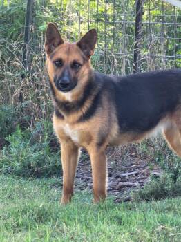 Rescue German Shepherd Dog and Cattle Dog Dogs for Adoption in Temple, Texas - Lamb Chop | PetCurious