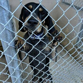 Rescue Bluetick Coonhound Dogs for Adoption in Newport, North Carolina - Burger King | PetCurious
