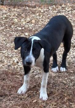 Rescue Terrier Dogs for Adoption in Ruston, Louisiana - Jinx | PetCurious