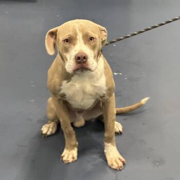 Pit Bull Terrier Dogs Available for Adoption in Greensboro, North Carolina - Joe Louis | PetCurious