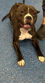 26-388 Coaley -  Pit Bull Terrier Dog for Adoption in Tarboro, North Carolina - 26-388 Coaley | PetCurious