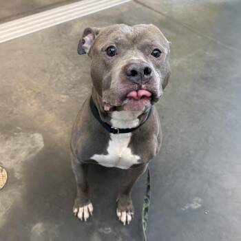 Blueberry Jam -  Mixed Breed Dog for Adoption in Pittsburgh, Pennsylvania - Blueberry Jam | PetCurious