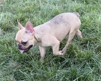 Griselda Blanco -  French Bulldog Dog for Adoption in Cheektowaga, New York - Griselda Blanco | PetCurious