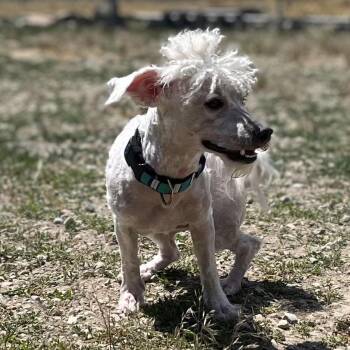 Lucas -  Poodle and Mixed Breed Dog for Adoption in Park City, Utah - Lucas | PetCurious