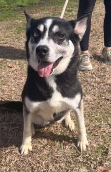 Rescue Husky and Shepherd Dogs for Adoption in Troy, Alabama - Trinity | PetCurious