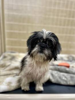 Rescue Shih Tzu Dogs for Adoption in Kerrville, Texas - Mac | PetCurious