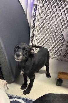 Cinder -  Mixed Breed Dog for Adoption in Metter, Georgia - Cinder | PetCurious