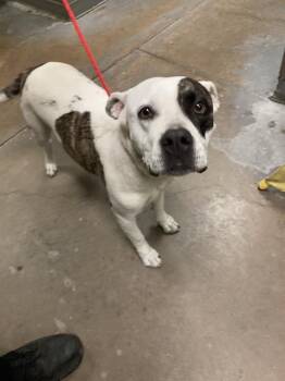 MIMA -  Mixed Breed Dog for Adoption in Dallas, Texas - MIMA | PetCurious