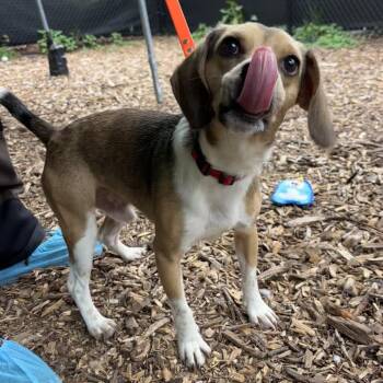 Stewart -  Beagle and Mixed Breed Dog for Adoption in Briarcliff Manor, New York - Stewart | PetCurious