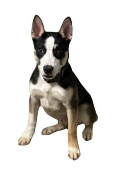 Rescue Siberian Husky Dogs for Adoption in Red Bluff, California - Socks | PetCurious