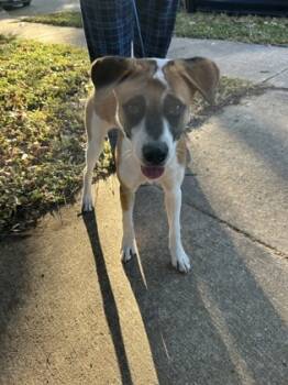 Rescue Terrier and Mixed Breed Dogs for Adoption in Fort Worth, Texas - 59794959 | PetCurious