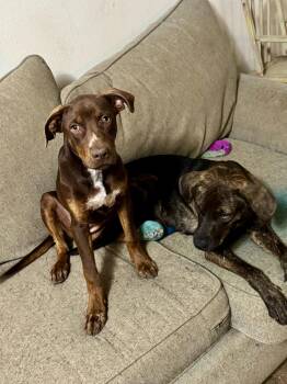Sue -  Australian Shepherd and Hound Dog for Adoption in South Kingstown, Rhode Island - Sue | PetCurious