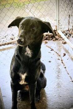 German Shepherd Dog Dogs Available for Adoption in Huntley, Illinois - Maggie | PetCurious