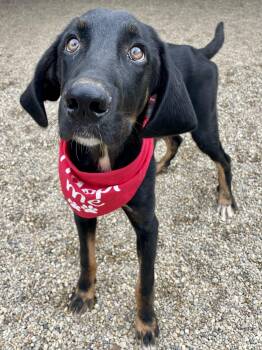 Jett -  Mixed Breed Dog for Adoption in Lacon, Illinois - Jett | PetCurious