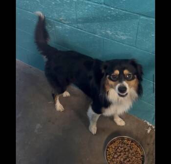 Australian Shepherd Dogs Available for Adoption - Lamb Chop | PetCurious