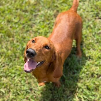 Tinker Belle -  Basset Hound and Mixed Breed Dog for Adoption in Brownsboro, Alabama - Tinker Belle | PetCurious