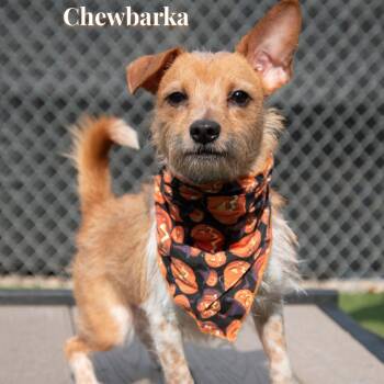Chewbarka -  Terrier and Mixed Breed Dog for Adoption in Parkersburg, West Virginia - Chewbarka | PetCurious