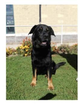 Odin -  Rottweiler Dog for Adoption in Pottsville, Pennsylvania - Odin | PetCurious