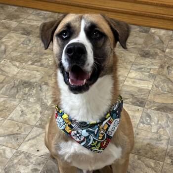 Rescue Shepherd Dogs for Adoption in Pilot Point, Texas - Sam | PetCurious