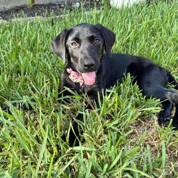 Sage -  Black Labrador Retriever Dog for Adoption in Humble, Texas - Sage | PetCurious