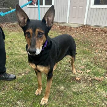 Rescue Doberman Pinscher and German Shepherd Dog Dogs for Adoption in Bedford, New Hampshire - Foley | PetCurious