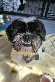 Oreo -  Shih Tzu Dog for Adoption in Salem, New Hampshire - Oreo | PetCurious