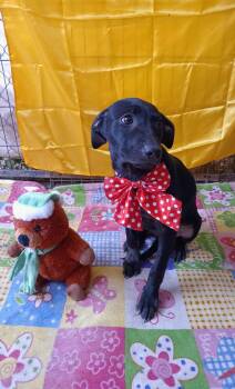 Rescue Black Labrador Retriever Dogs for Adoption - Stella | PetCurious