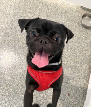 Rufio -  Pug Dog for Adoption in Gardena, California - Rufio | PetCurious