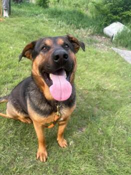 German Shepherd Dog Dogs Available for Adoption in Manhattan, Kansas - Bear  | PetCurious