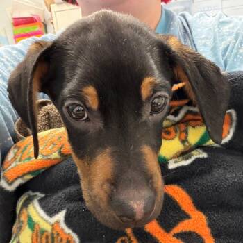 Boxer and Golden Retriever Dogs Available for Adoption - Maximus | PetCurious