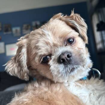 Benji -  Shih Tzu Dog for Adoption in Fort Wayne, Indiana - Benji | PetCurious