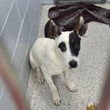 Australian Cattle Dog Blue Heeler and Mixed Breed Dogs Available for Adoption in Lake Havasu City, Arizona - Chico | PetCurious