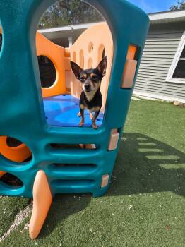 Bartok -  Chihuahua Dog for Adoption - Bartok | PetCurious