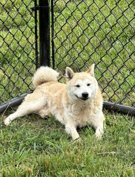 Muriel -  Shiba Inu Dog for Adoption in Chester Springs, Pennsylvania - Muriel | PetCurious