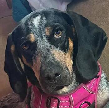 Maggie (NC) -  Bluetick Coonhound Dog for Adoption - Maggie (NC) | PetCurious