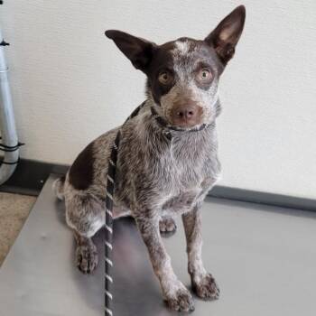 Mixed Breed Dogs Available for Adoption in Las Cruces, New Mexico - 105552 | PetCurious