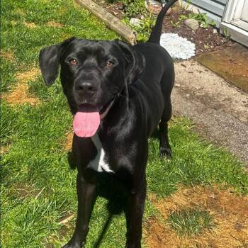 Bear -  Labrador Retriever Dog for Adoption in Cowlesville, New York - Bear | PetCurious
