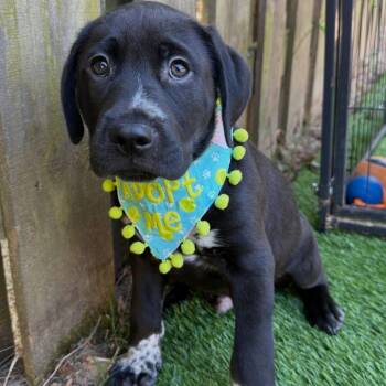 Labrador Retriever and Mixed Breed Dogs Available for Adoption in Griswold, Connecticut - Lukas | PetCurious