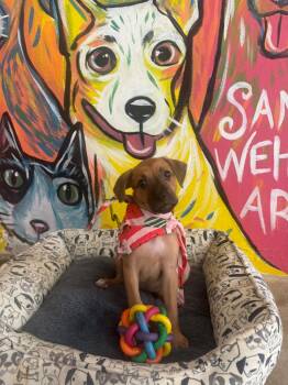 Rescue Chihuahua and Beagle Dogs for Adoption - Piper | PetCurious