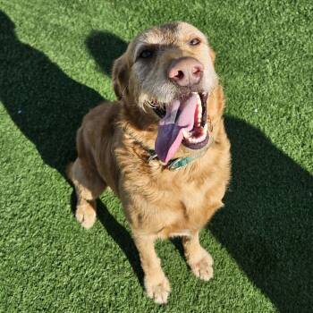 Retriever Dogs Available for Adoption - Lazlo | PetCurious