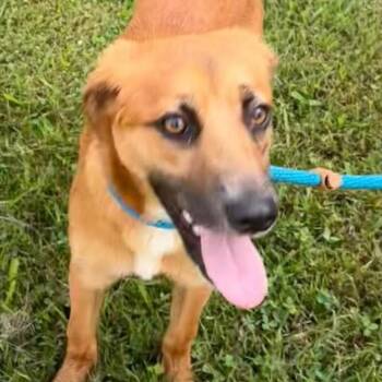 Trace -  Terrier and Mixed Breed Dog for Adoption in Falls Church, Virginia - Trace | PetCurious