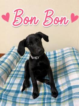 Bon Bon -  Labrador Retriever Dog for Adoption in Douglas, Massachusetts - Bon Bon | PetCurious