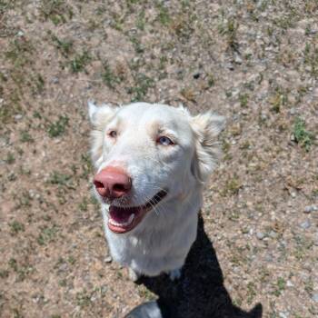 Salt -  Mixed Breed Dog for Adoption in Spokane, Washington - Salt | PetCurious