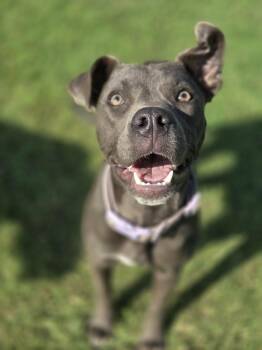 Harper -  Mixed Breed Dog for Adoption in Okemah, Oklahoma - Harper | PetCurious