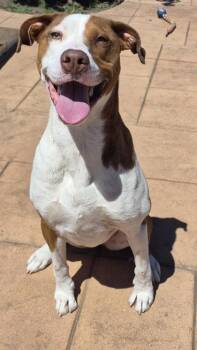 Ruby -  Terrier and Mixed Breed Dog for Adoption in Shreveport, Louisiana - Ruby | PetCurious