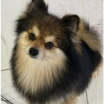 Pomeranian Dogs Available for Adoption - Teddy | PetCurious