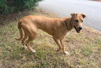 Hound Dogs Available for Adoption in Raleigh, North Carolina - Lucinda | PetCurious